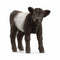 Schleich Farm World Galloway Calf Figure