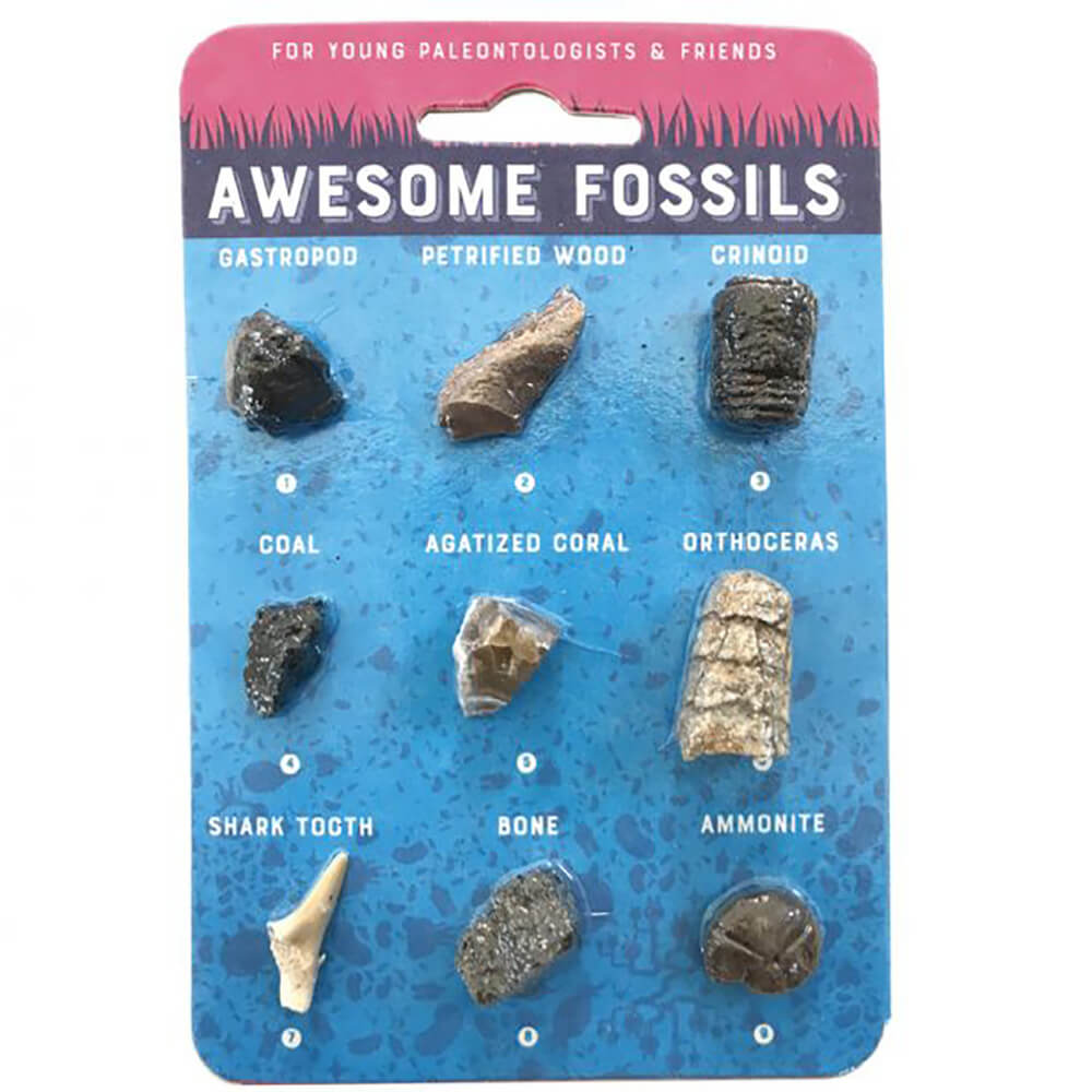 Copernicus Toys Awesome Fossils Specimen Card Set