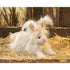 Folkmanis Angora Rabbit Hand Puppet