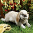 Folkmanis Holland Lop Rabbit Hand Puppet