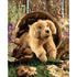 Folkmanis Retriever Puppy Golden Hand Puppet