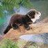 Folkmanis River Otter Hand Puppet