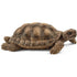 Schleich Wild Life Tortoise Home Playset