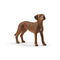 Schleich Farm World Rhodesian Ridgeback Animal Figure