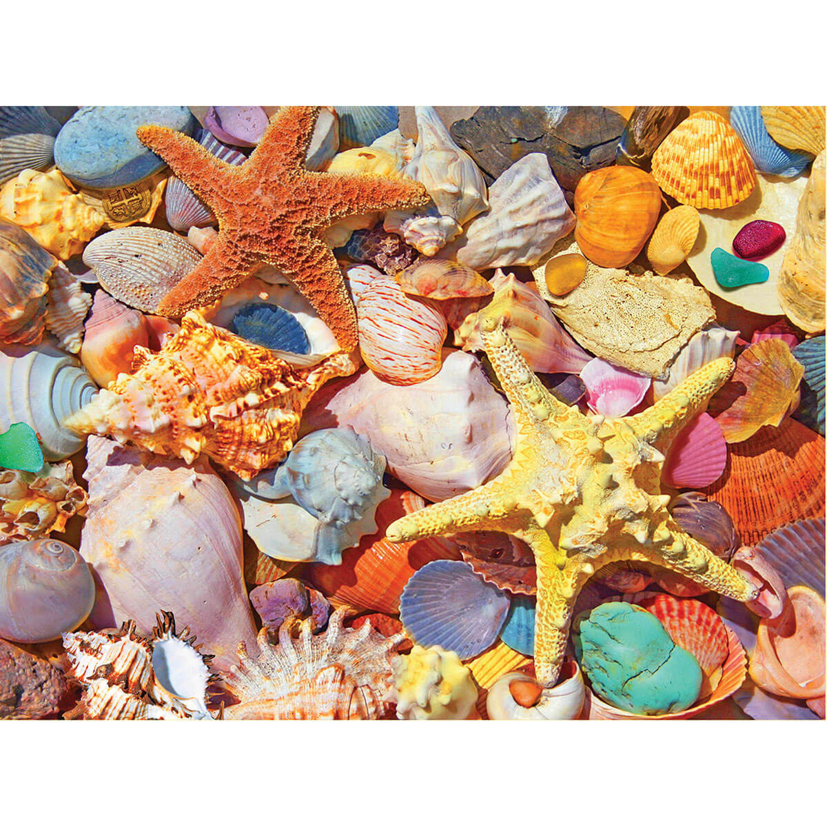 White Mountain Puzzles Beach Shells 500 Piece Jigsaw Puzzle